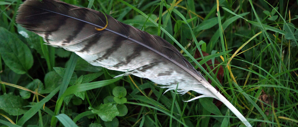Red-tailed hawk feather