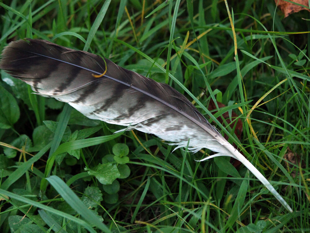 Red-tailed hawk feather