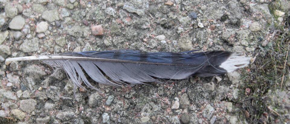 Blue jay feather