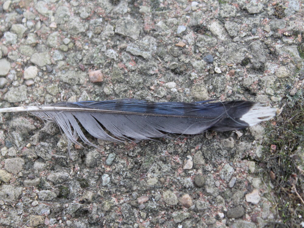 Blue jay feather