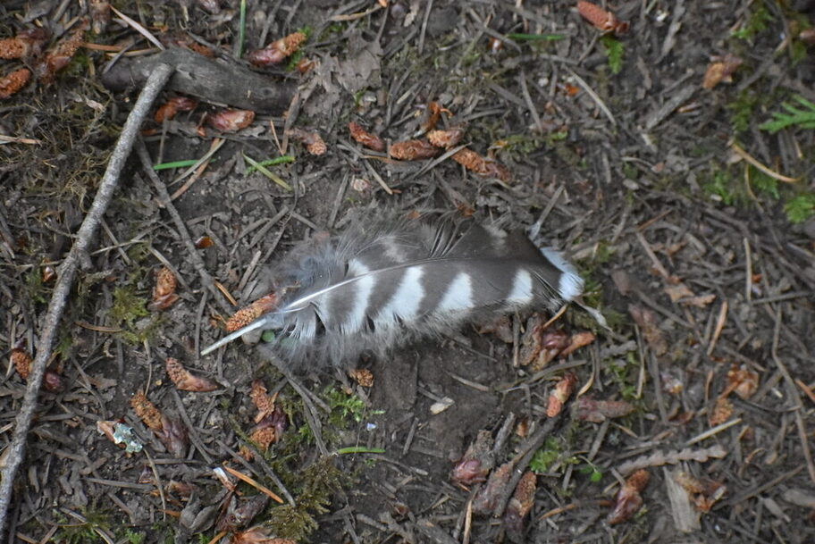 Barred owl feather