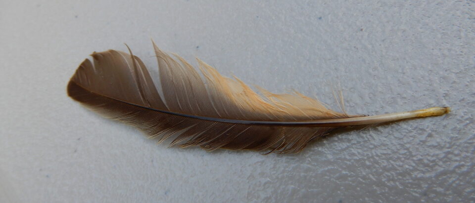 American robin feather