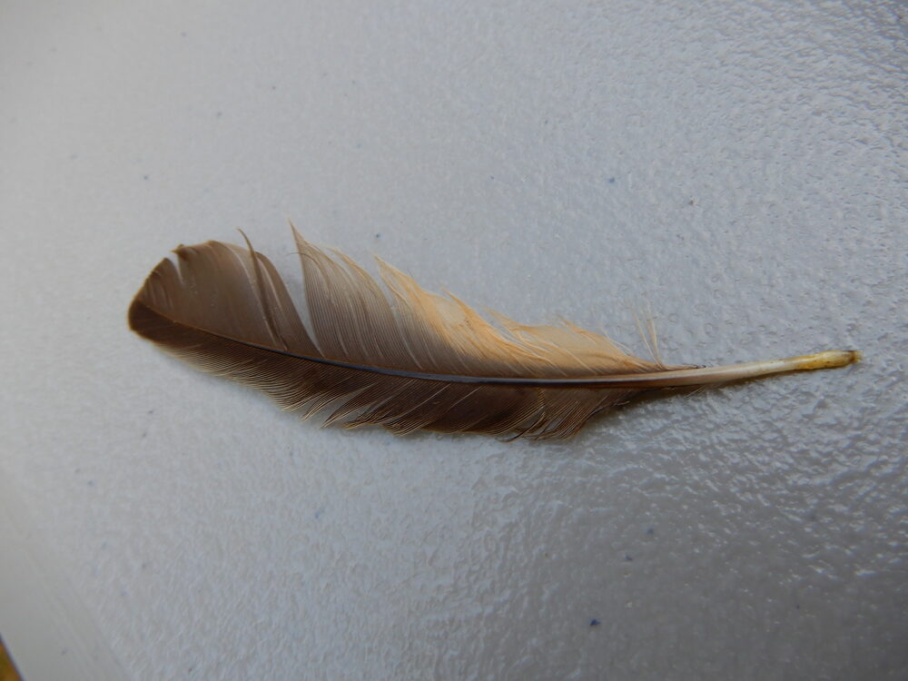 American robin feather