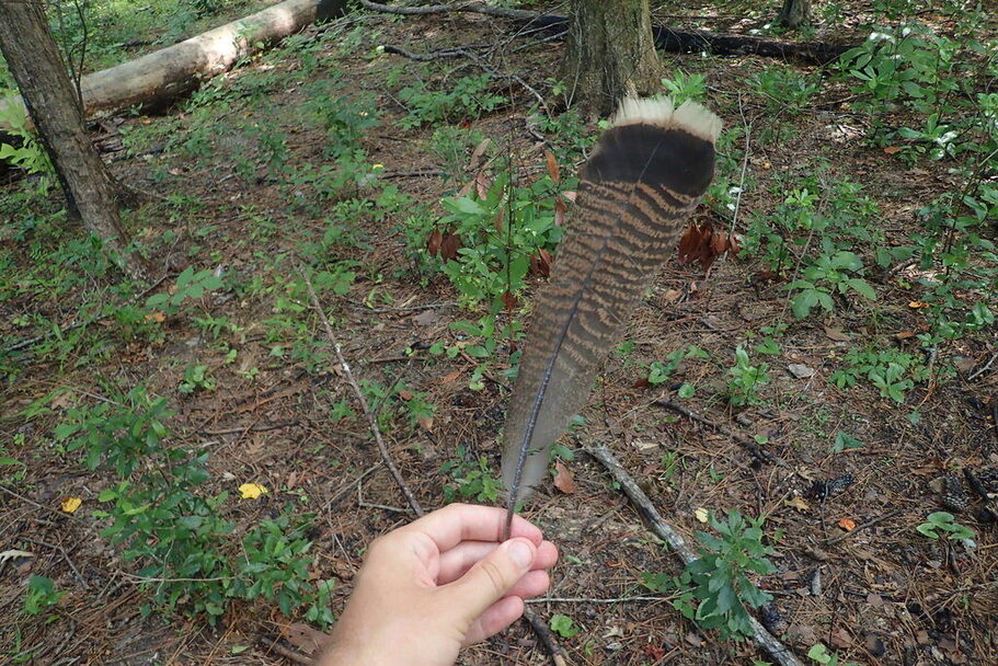 Wild turkey feather