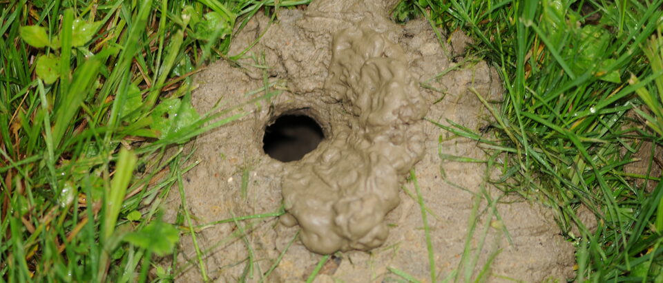I think a recently made one. didn't even know what these holes were. Until I was