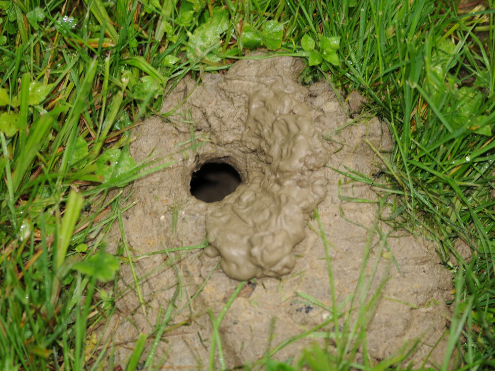 Snake hole in packed soil