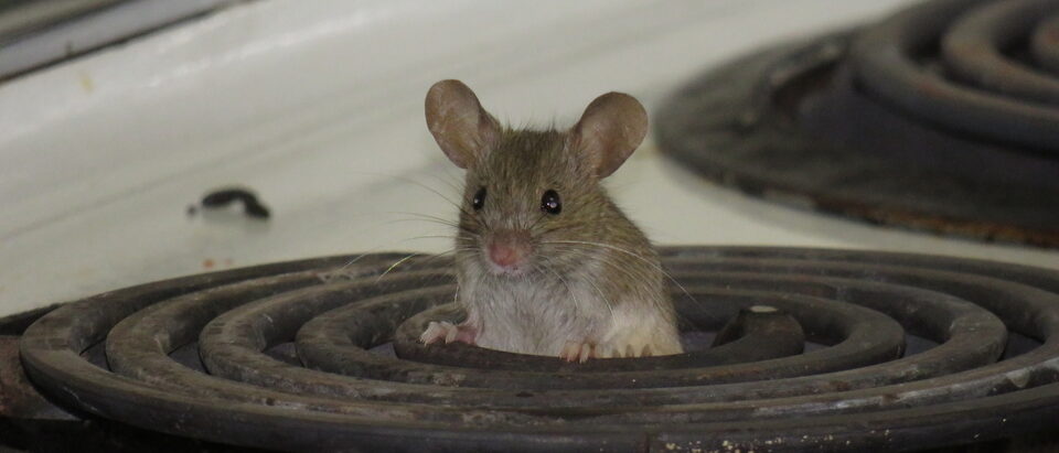House mouse