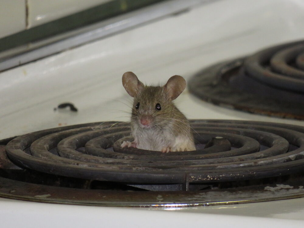 House mouse