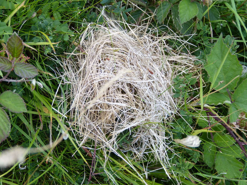 Mouse nest
