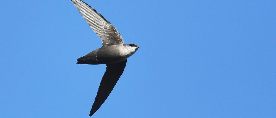 Chimney swift