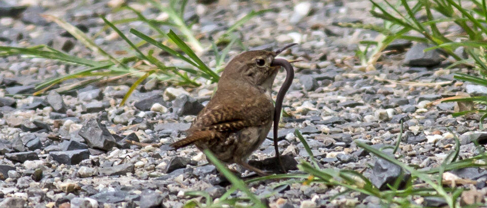 House wren