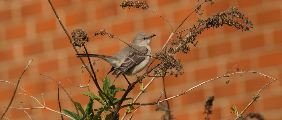 Northern mockingbird