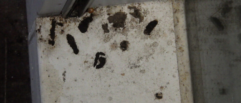 Bat guano