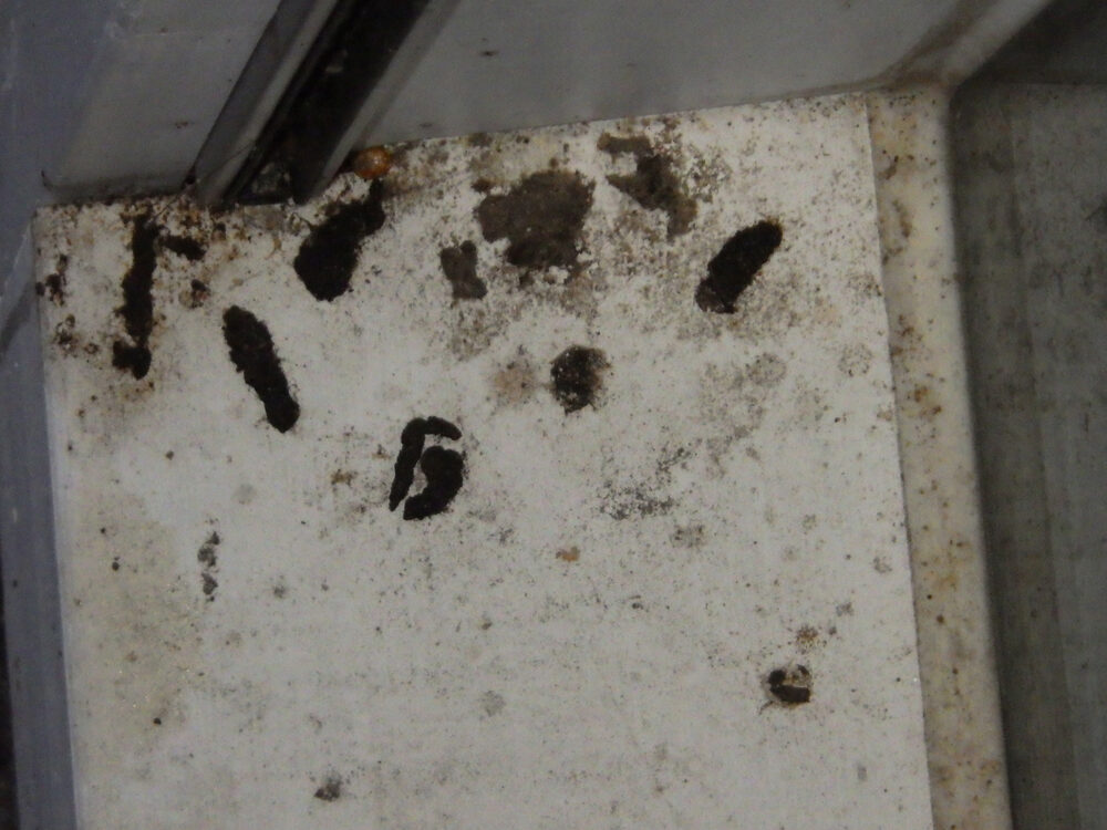 Bat guano