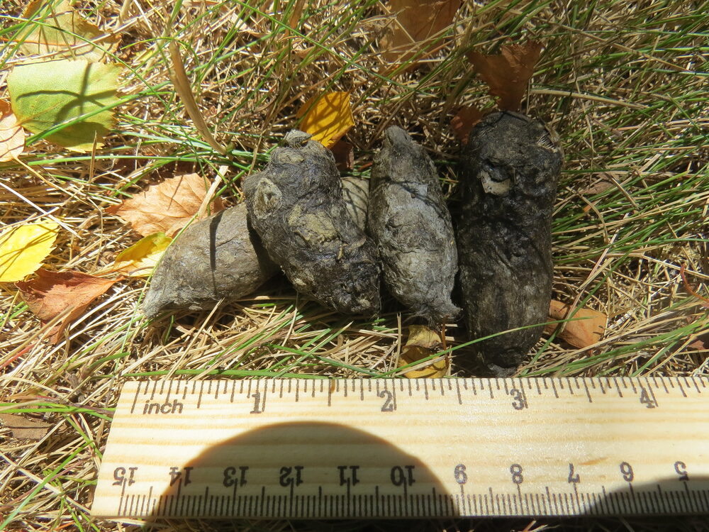 Bobcat droppings