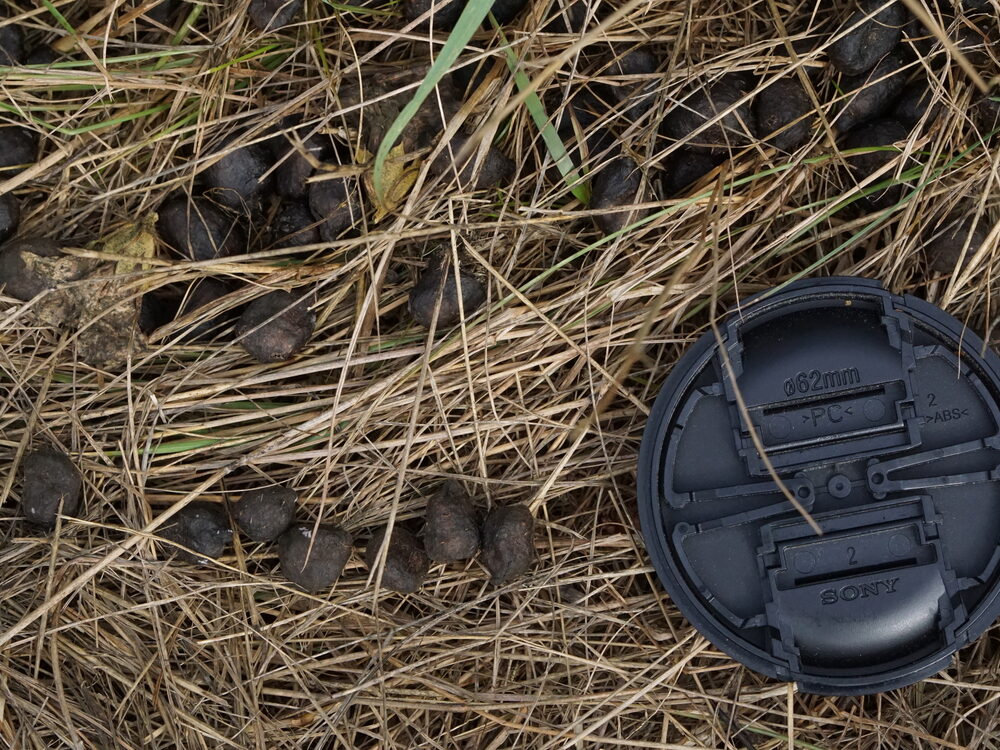 White-tailed deer droppings