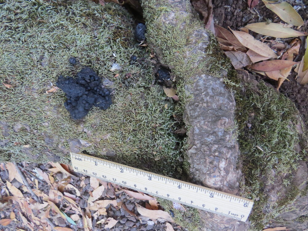 Gray fox droppings