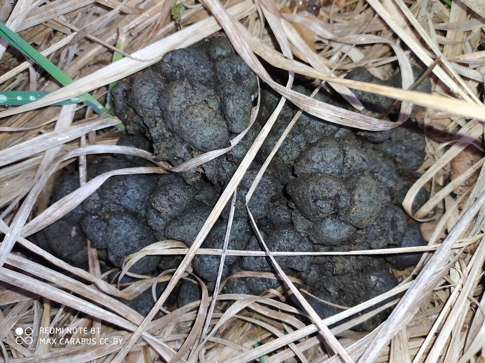 Feral hog droppings