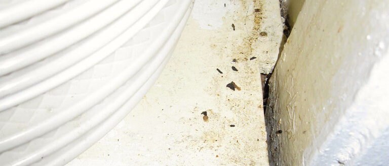 House Mouse Droppings