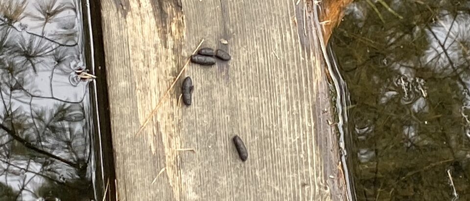 Muskrat