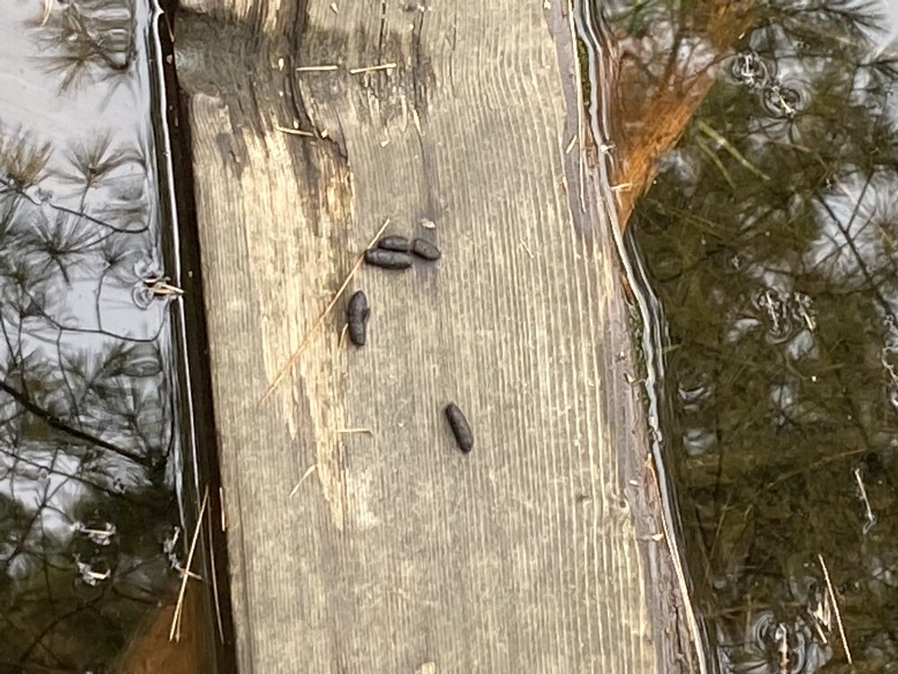 Muskrat droppings