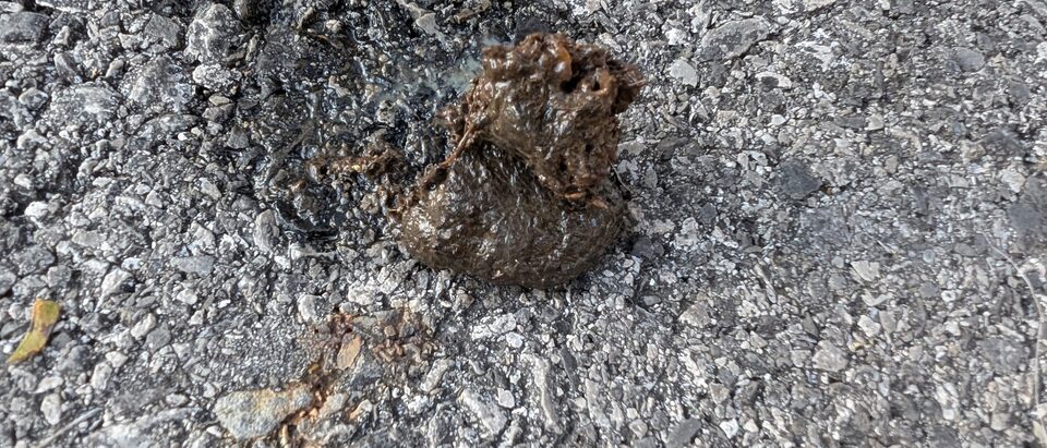 Opossum droppings