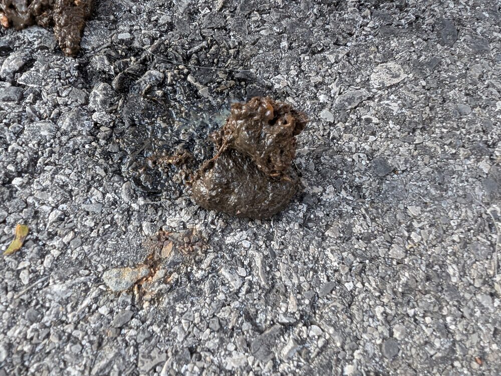 Opossum droppings on gravel, longer and tapered
