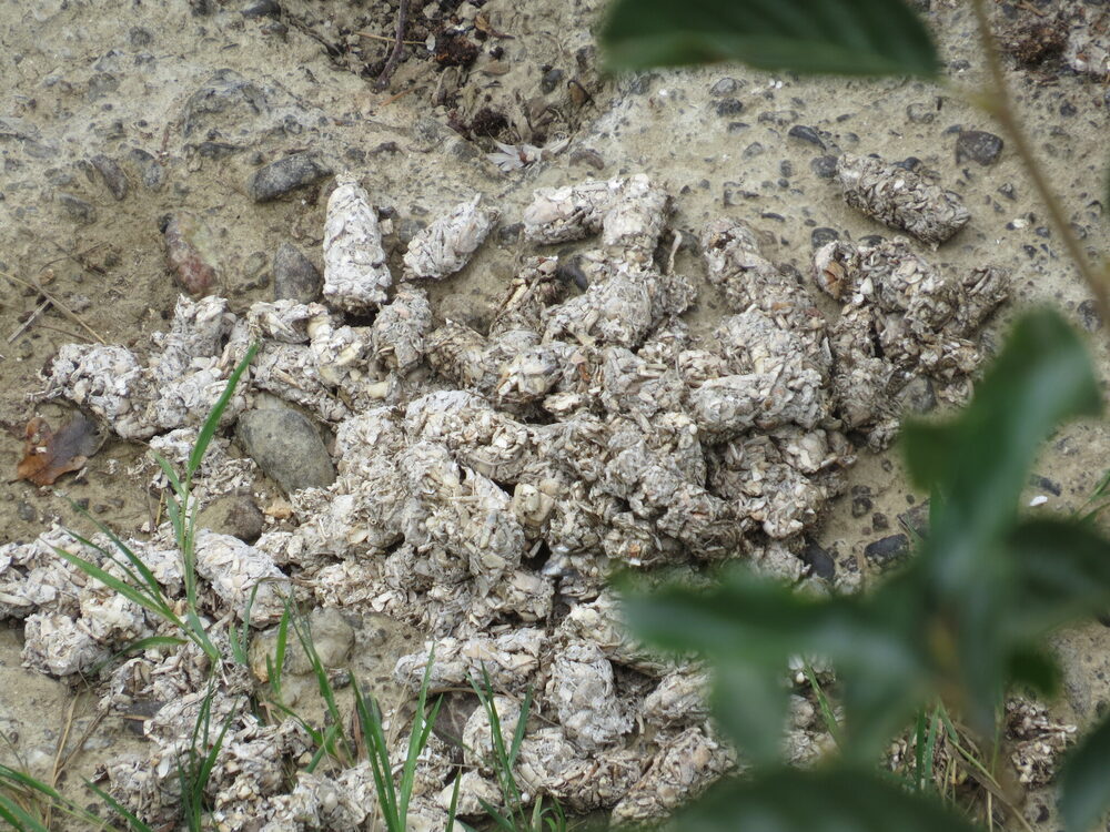 River otter droppings