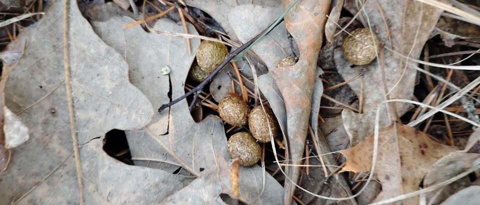 Eastern Cottontail