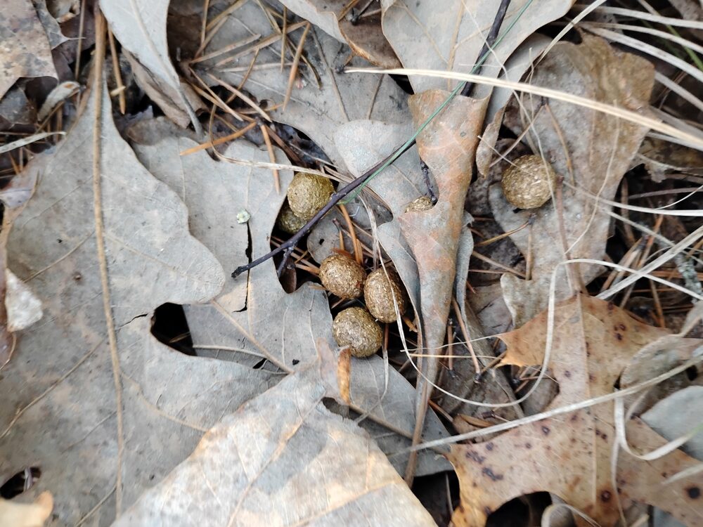 Eastern cottontail droppings