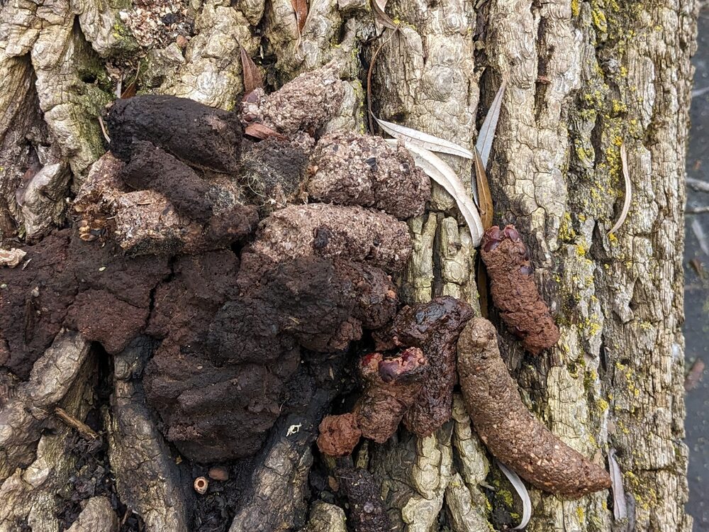 Raccoon droppings