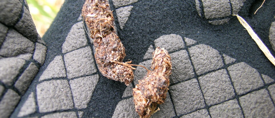 Norway rat droppings