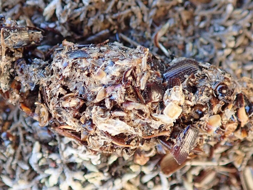 Striped skunk droppings