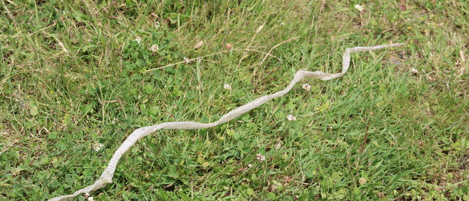 Whole shed snake skin lying in grass