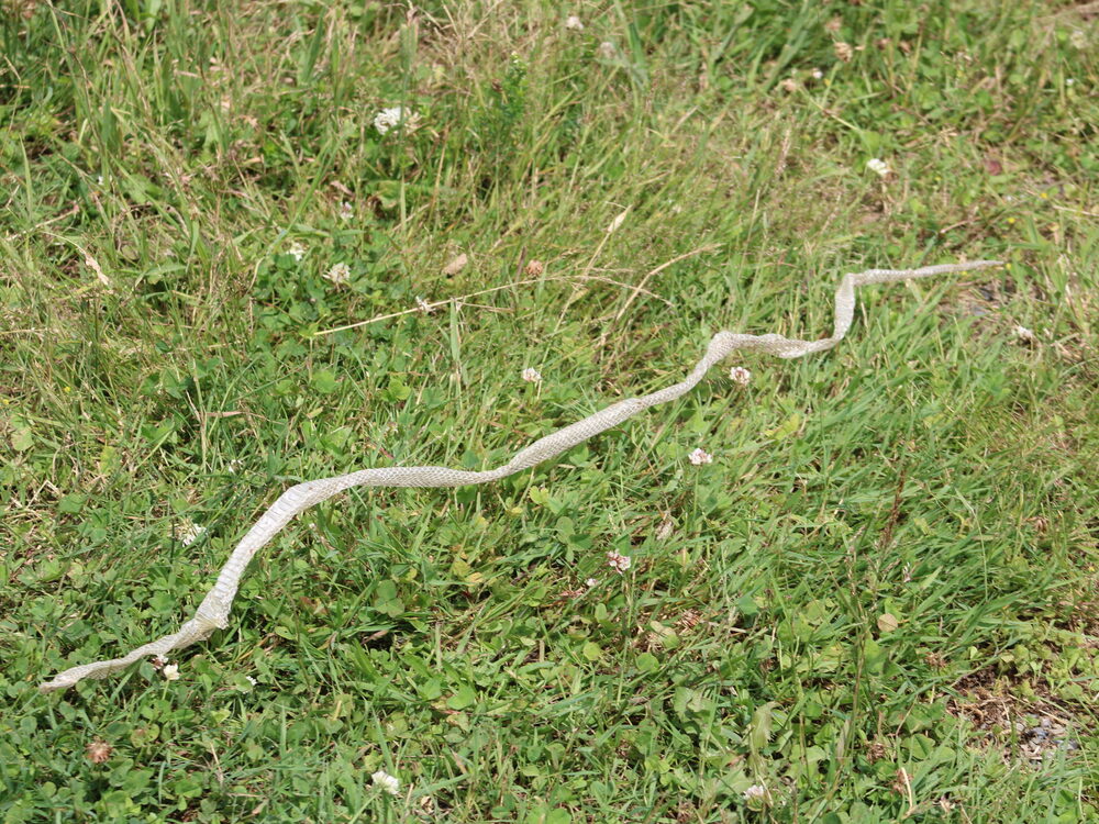 Whole shed snake skin lying in grass