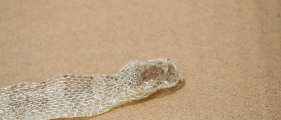 Shed snake skin, head end, with the scale pattern still visible