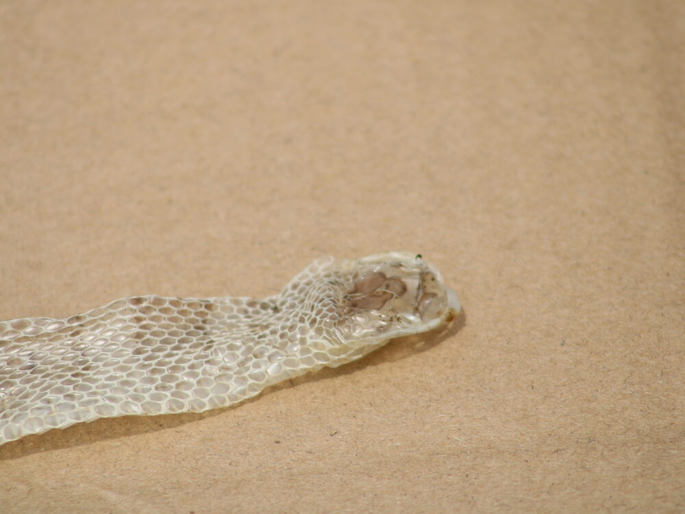 Shed snake skin, head end, with the scale pattern still visible