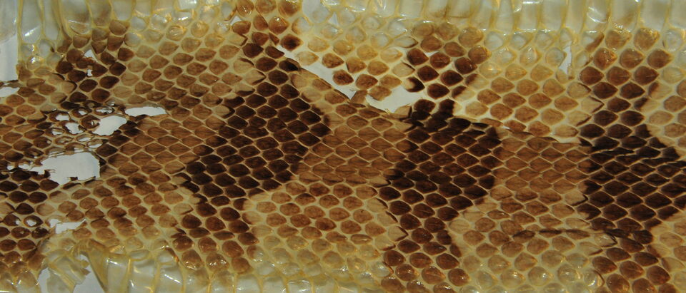 Keeled scales and chevrons on a rattlesnake shed, close up