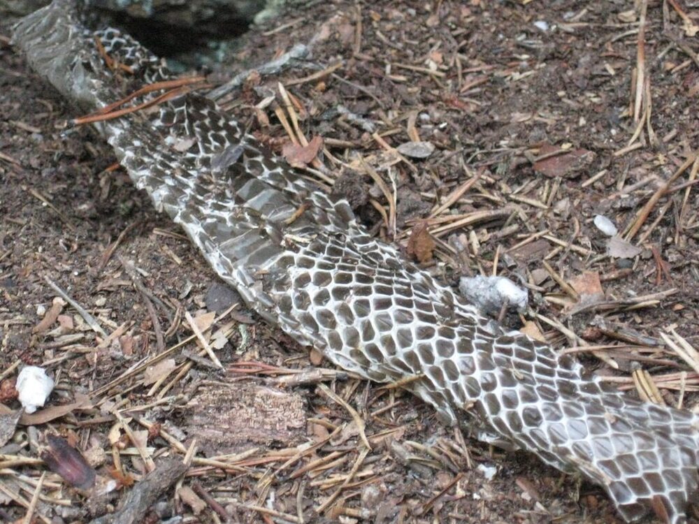 Snake skin with the pattern still showing