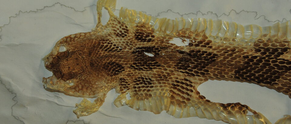 Timber rattlesnake shed skin with the pattern intact