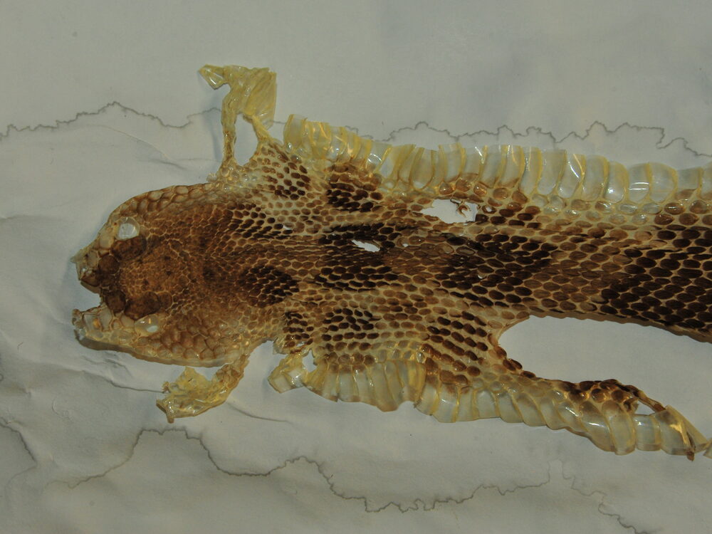 Timber rattlesnake shed skin with the pattern intact