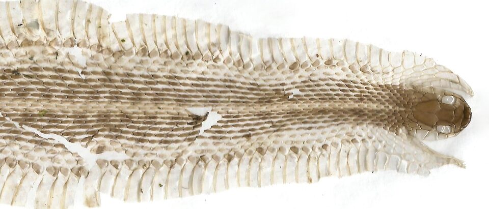 Shed snake skin stretched out showing the wide belly scales