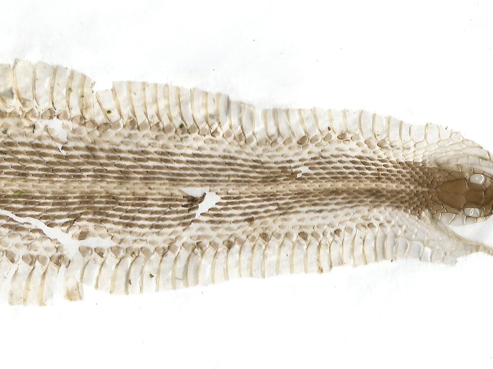 Shed snake skin stretched out showing the wide belly scales