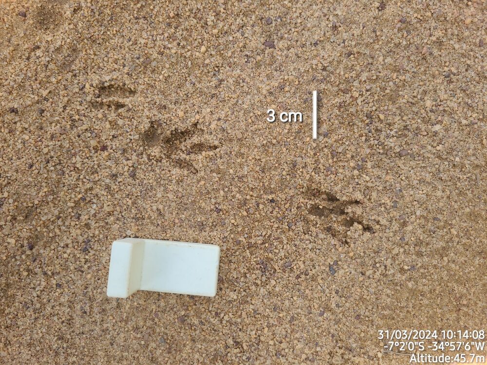 Nine-banded armadillo tracks