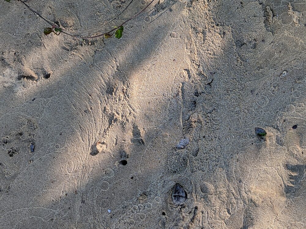 Beaver tracks