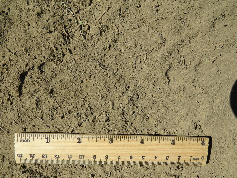 Bobcat tracks