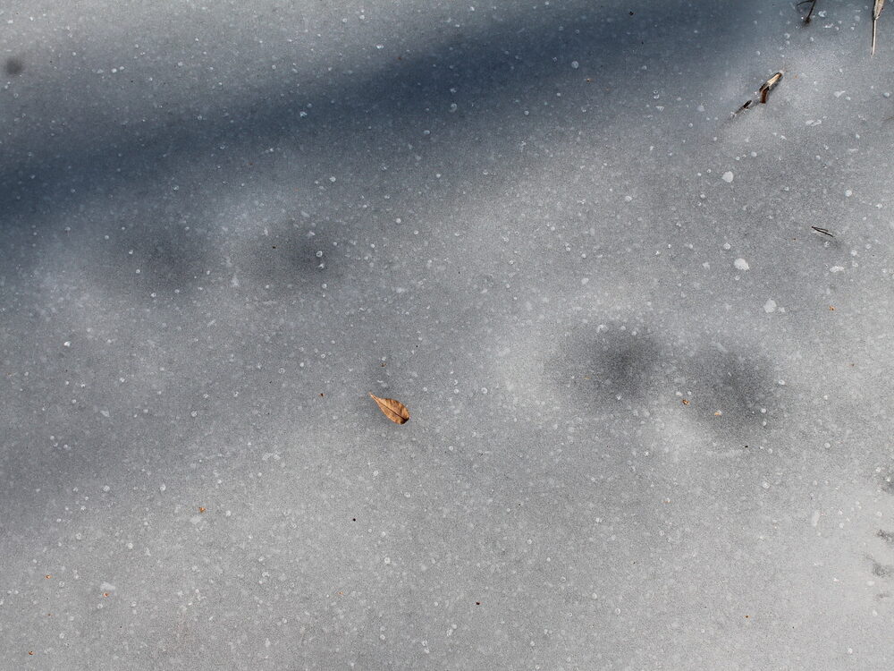 White-tailed deer tracks