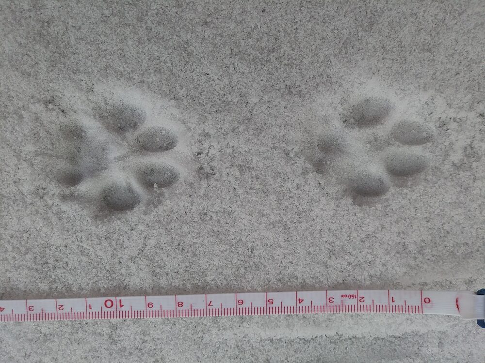 Gray fox tracks