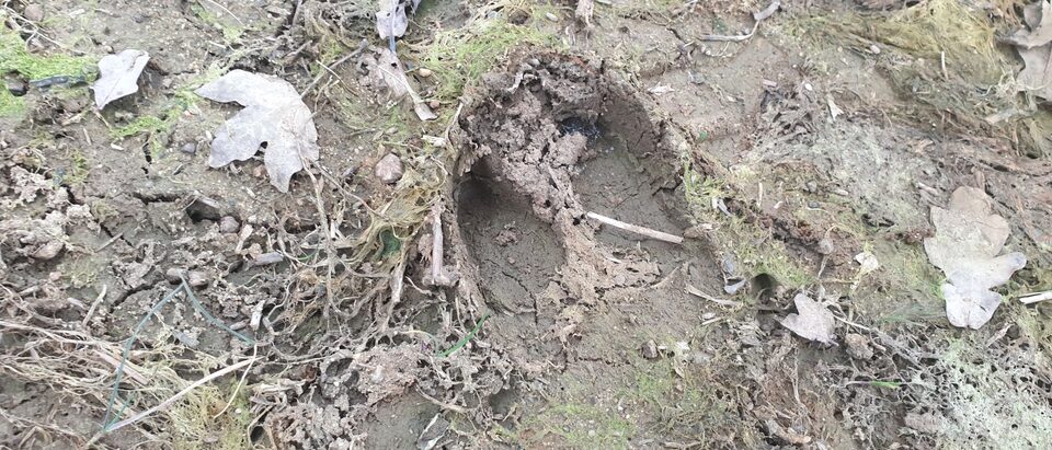 Wild Boar