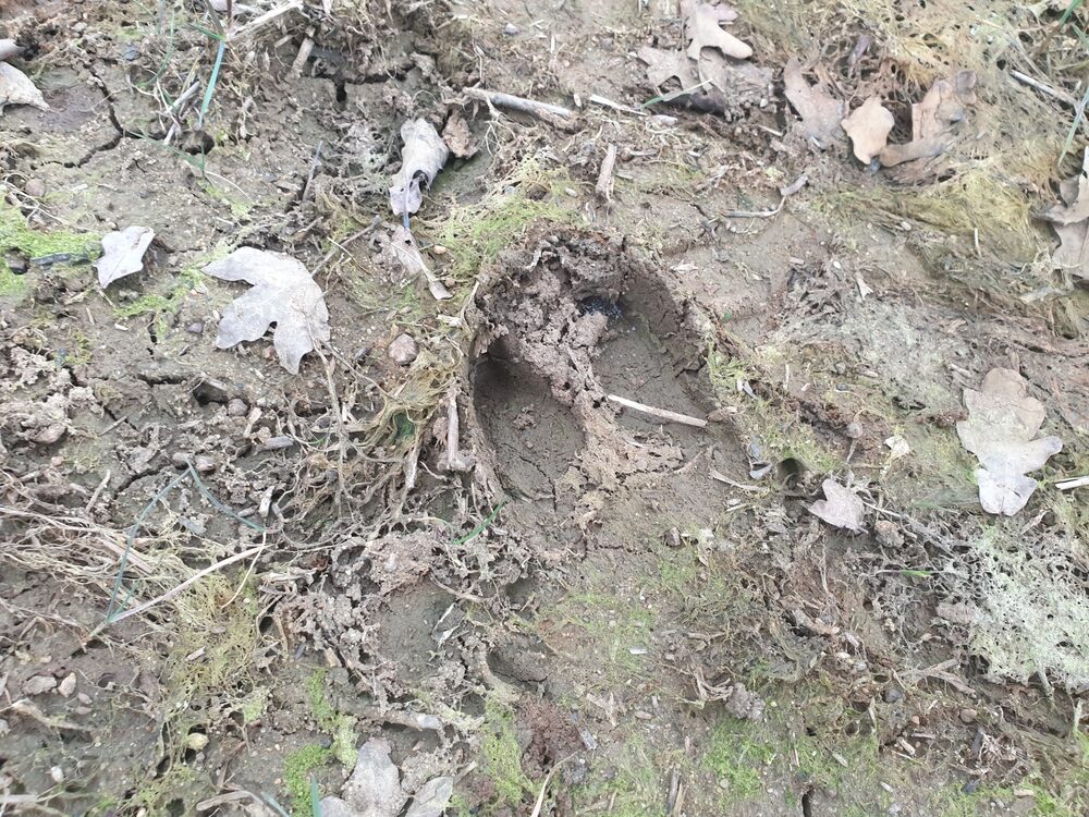 Feral hog tracks